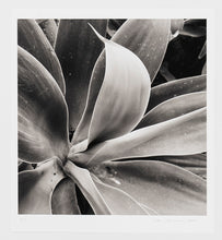 Load image into Gallery viewer, Nico Munuera, S/t (2)
